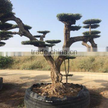 Pompon Olive Tree - Olea Europaea Pom Pon Centenary photo-2