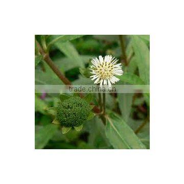 Eclipta Alba photo-4