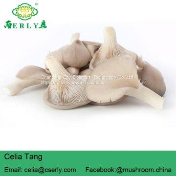 Dried Oyster Mushroom photo-4