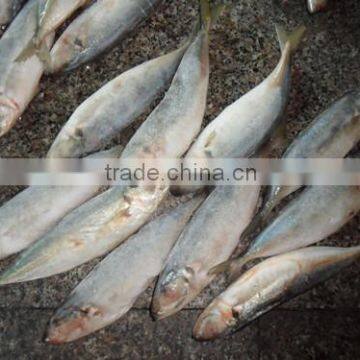 High quality horse mackerel(Decapterus maruadsi) 60-80 pcs