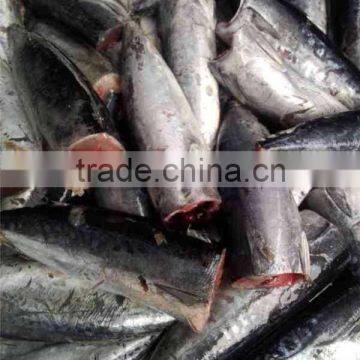 HACCP EU HGT Frozen Bonito Fish and Auxis Thazard
