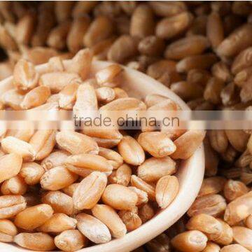 Organic Wheat