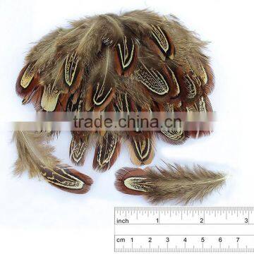 Wholesale 65-70cm Natural Ringneck Pheasant Feathe for Party Decorating, photo-2