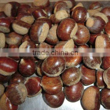 Mount Tai chestnut,sweet chestnut, small chestnut from BROTER KINGDOM