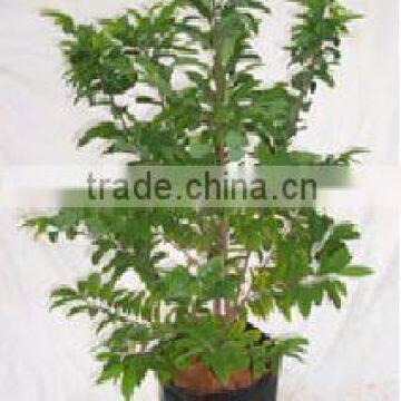 Annona reticulata, Custard apple plants