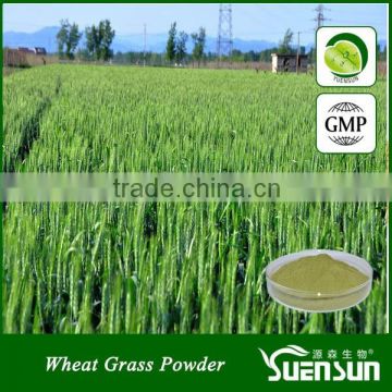 Low price with manufacturer supply wheat grass powder