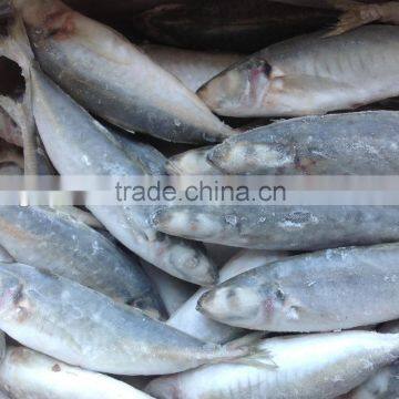 2016 Frozen food IQF round scad fish 6-8pcs/kg WR