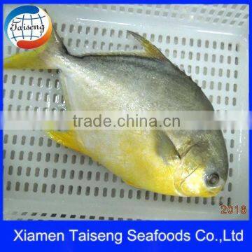 Frozen Seafood Golden Pompano Fish Price