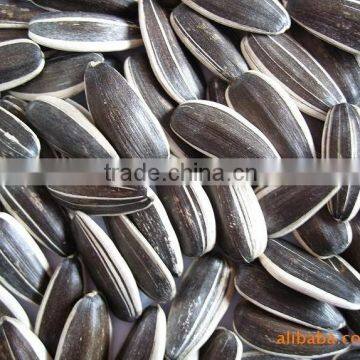 Sunflower seeds Oil seeds 5009/363/3638