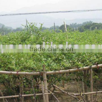 green Chinese date