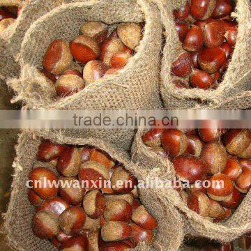 chestnut to syria market