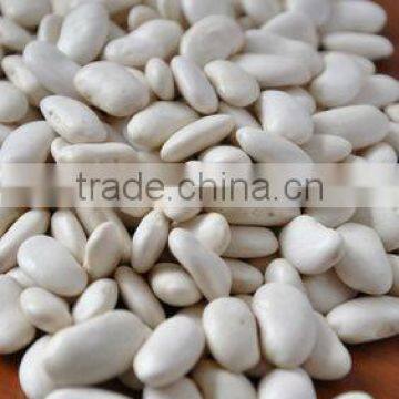 white kideny beans ( sizes 180-200 / 200-240/ 240-260)