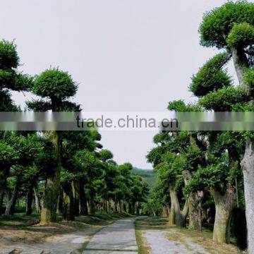 Outdoor Plant Ulmus Pumila Seedling