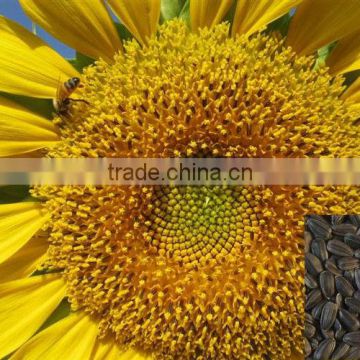 oil sunflower seeds for sale