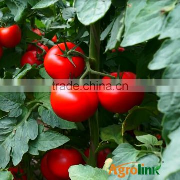 high grade green Seaweed organic fertilizer