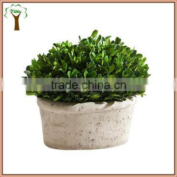White Potted Boxwood Preserved Oval Wholesale to Abroad photo-2