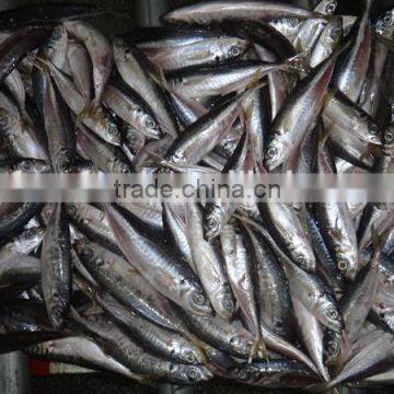 Frozen Seafood Horse Mackerel Fish Suppliers in China