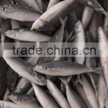 IQF Frozen Horse Mackerel/round Scad photo-4