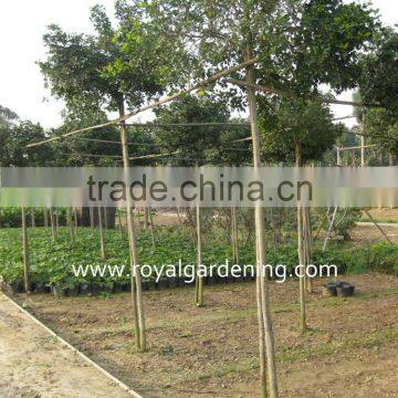 Murraya Paniculata Ornamental Plants photo-2