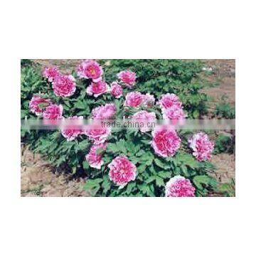 Shan Hu Tai 3 Years Old 3 BranchesTree Peony Plant Root photo-2