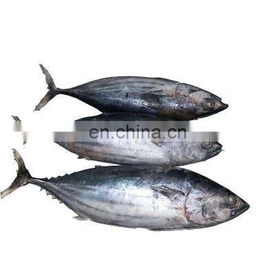 IQF WR Chinese Frozen Skipjack Tuna Fish Price for Export photo-2