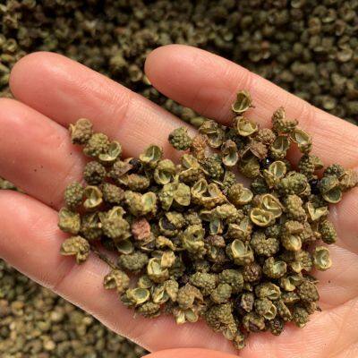 Natural New Seasoning Dried Green Pepper mass sales Chinese Herb Spices by Sichuan Factory