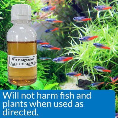 Algae Control Freshwater Saltwater Aquariums Algaecide Qac 60 CAS 31512-74-0 Safe for Fish