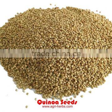 Quinoa Seeds