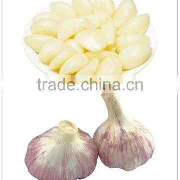 high Quality Fresh Vegetables Garlic