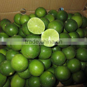 Fresh Green Lime / Lemon / Green Lemon from Vietnam