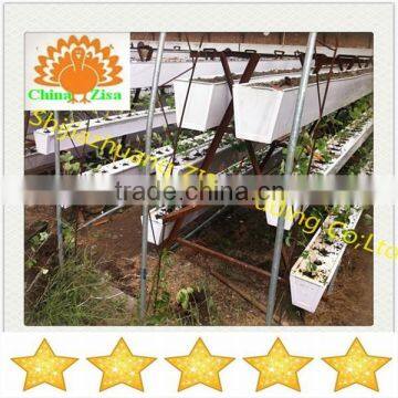 Agricultural Equipment Plant Stand in Greenhouse photo-2