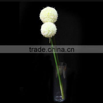 New Products 2016 Innovative Product Fistular Onion Flower With Different Size photo-4