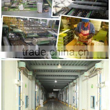 Fresh Green Kiwi photo-3