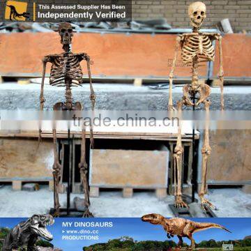 MY Dino-C062 Artificial Metal Skeleton on Sale photo-2