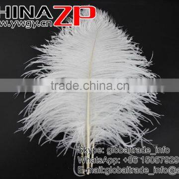 ZPDECOR Wholesale Exporting Selected Prime Quality From 12'' to 14'' White Ostrich Feather for Sale photo-5