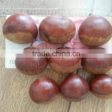 2015 growth edible chestnuts for sale