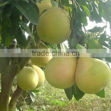 Honey Pomelo Fruit from Pinghe Origin