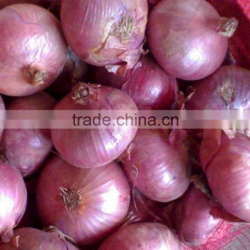 Fresh Red Big Onion (onoion) photo-2