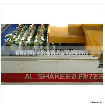 Fresh Mango (Processed / Washed) photo-3