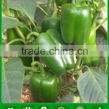 NSP00 Pianchy op sweet capsicum seeds, no bybrid sweet capsicum seeds china supplier