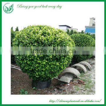 Living Ficus Panda Ball Shaped Bonsai Tree