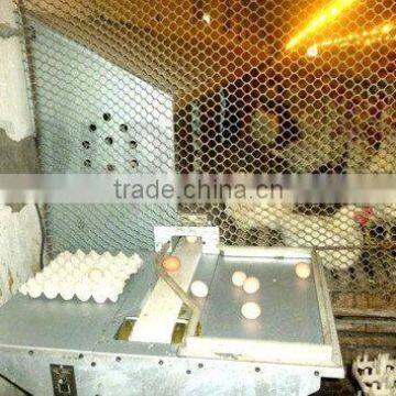 Goldenest automatic egg collection system chicken nesting boxes factory price JCJ15-A02