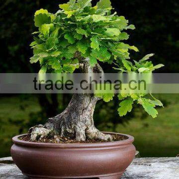 Bonsai Planter