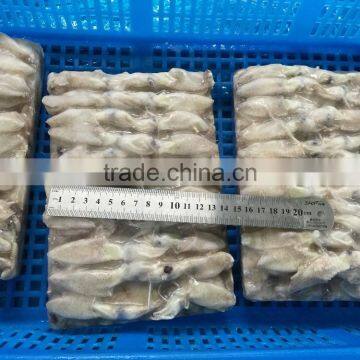 Frozen Baby Loligo Squid photo-4