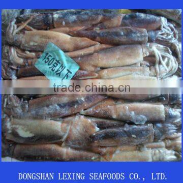 Frozen Illex Squid