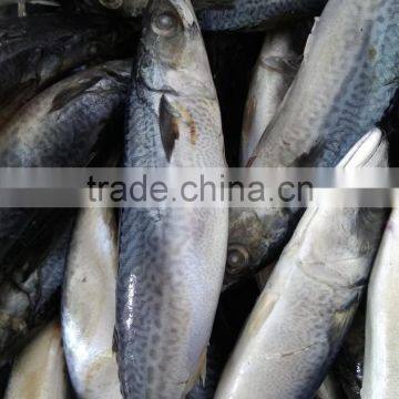 Frozen Mackerel Fish Whole Round for Sale and for Canned photo-3