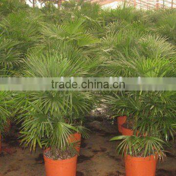 raphis multifida burr outdoor palm trees