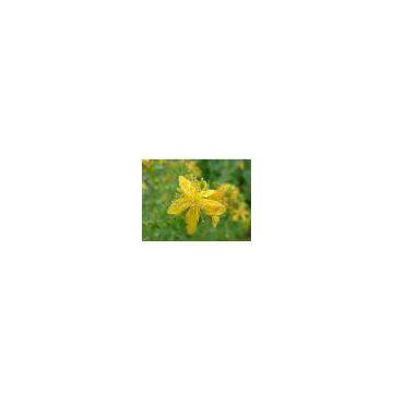 St John's Wort Extract