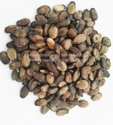 Red Rose High Resistance and Crisp Flesh Watermelon Seeds photo-2