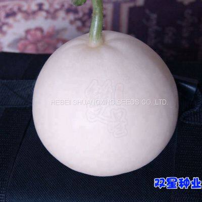 Sweet Star No.21 Resist Diseases Hybrid Musk Melon Seeds photo-3